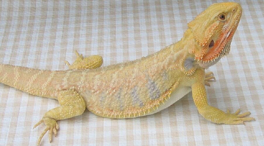 Hypo Leatherback Bearded Dragon