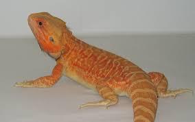 Hypo Trans Leatherback Bearded Dragon