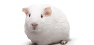 White Guinea Pig