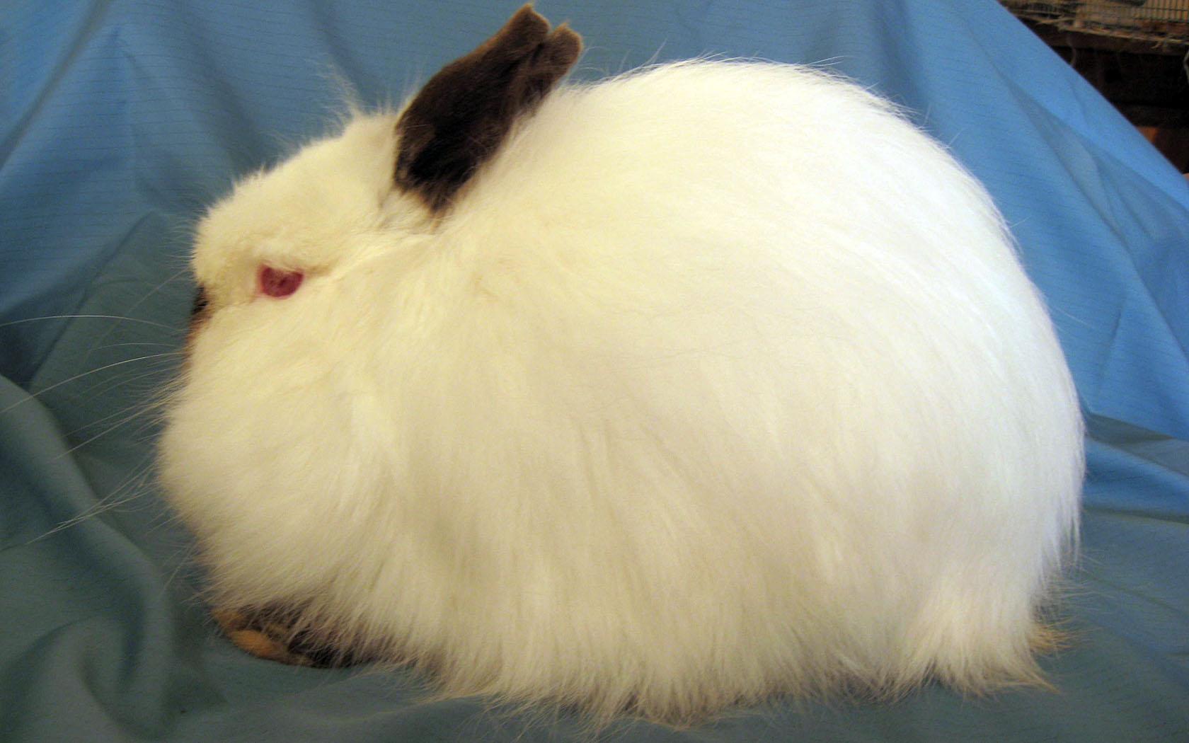 Jersey Wooly Rabbit