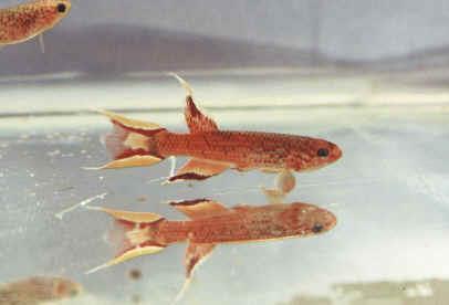 Killifish