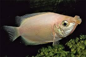 Kissing Gourami