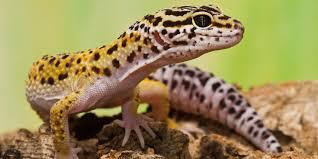 Leopard Gecko