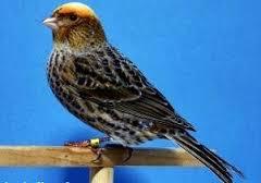 Lizard Canary