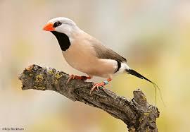 Long Tailed Finch