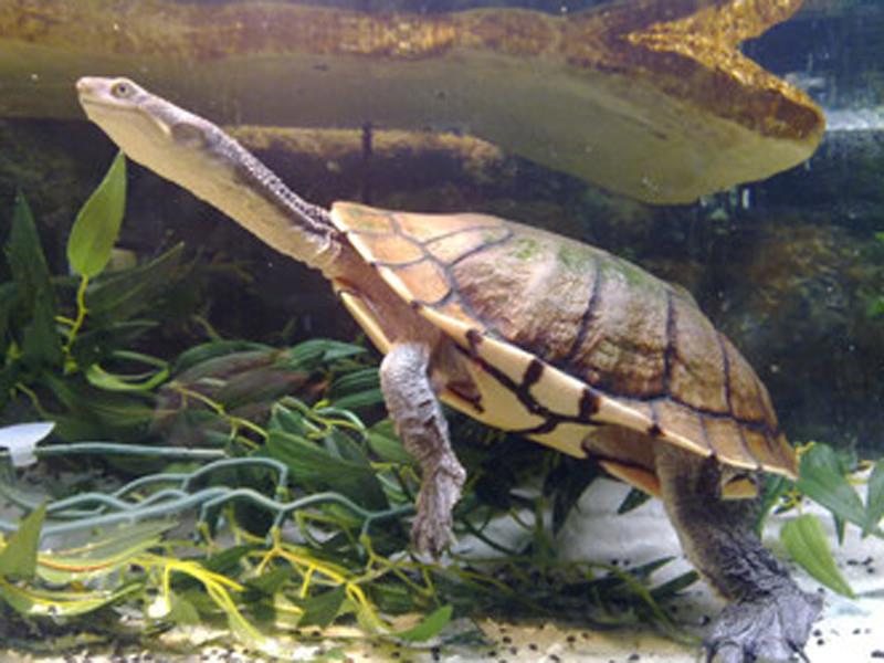 Long Neck Turtle