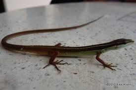 Long-Tailed Lizard