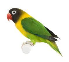 Masked Lovebird