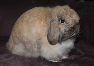 Mini Cashmere Lop Rabbit