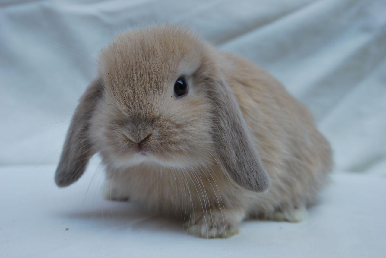 Miniature Lop Rabbit
