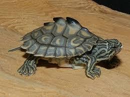 Mississippi Map Turtle