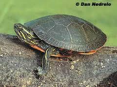 Painted Turtle
