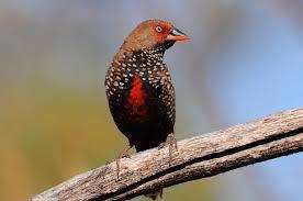 Painted Finch