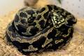 Palmerston Jungle Python