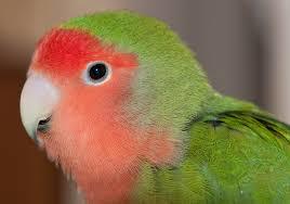 Peach-faced Lovebird