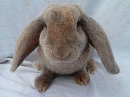 Plush Lop Rabbit