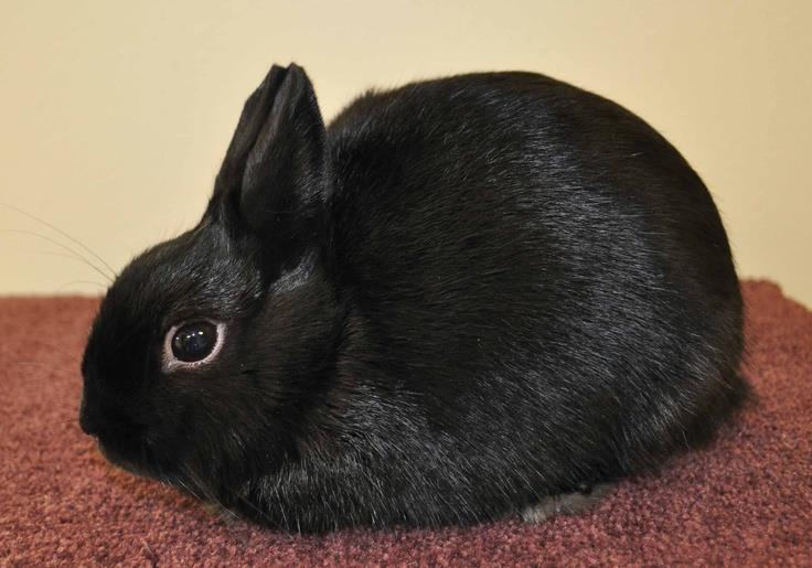 Polish Rabbit