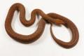 Pygmy Python