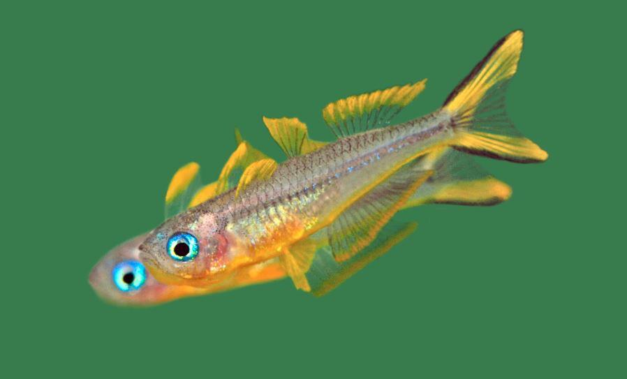 Ornate Rainbowfish or Rhad