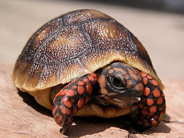 Red Footed Tortoise