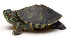 Red Eared Slider