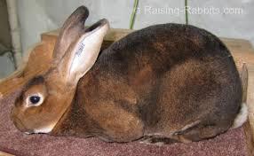 Rex Rabbit