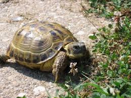 Russian Tortoise