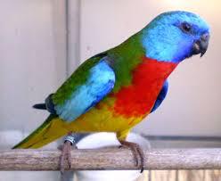 Scarlet Chested Parakeet