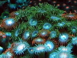 Sea Mat & Button Polyp Corals