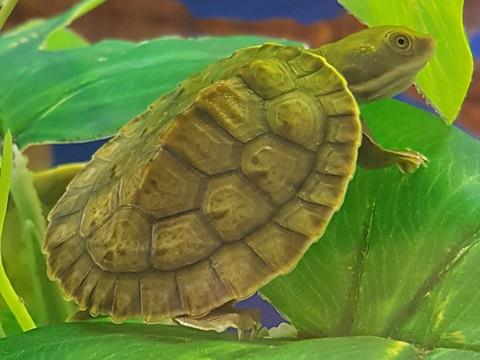Short Neck Turtle