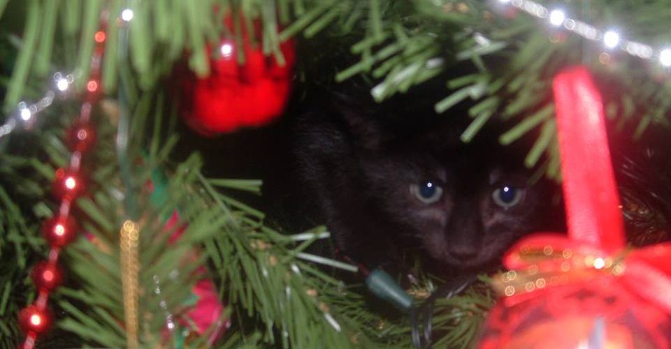 Cat in a Christmas Tree