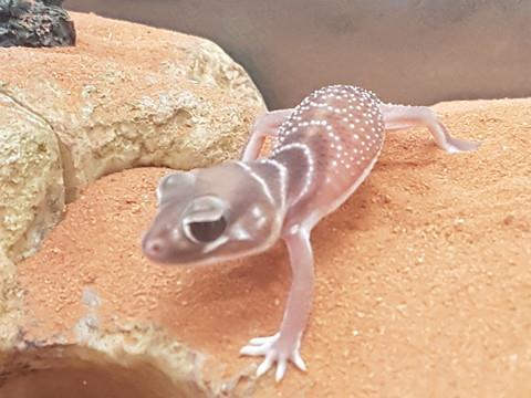 Smooth Knob Tail Gecko