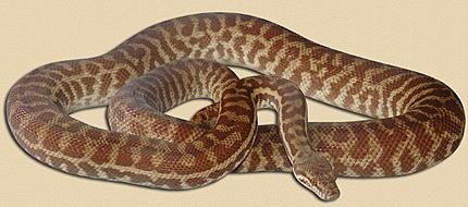 Stimson's Python