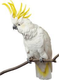 Sulphur Crested Cocatoo