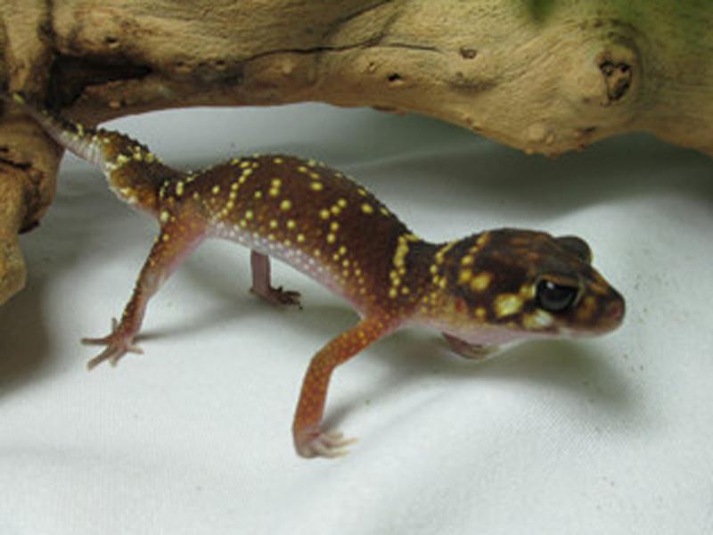 Thick Tail Gecko or Barking Gecko