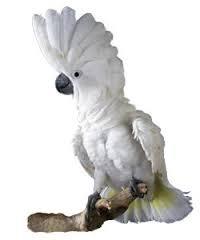 Umbrella Cockatoo