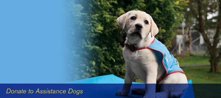 Assistance Dogs
