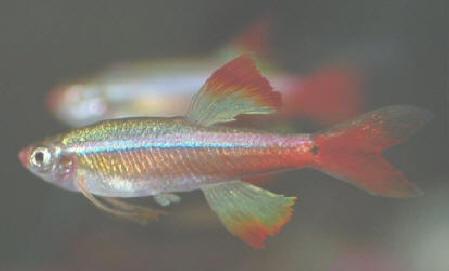Whitecloud Fish