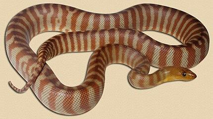Woma Python