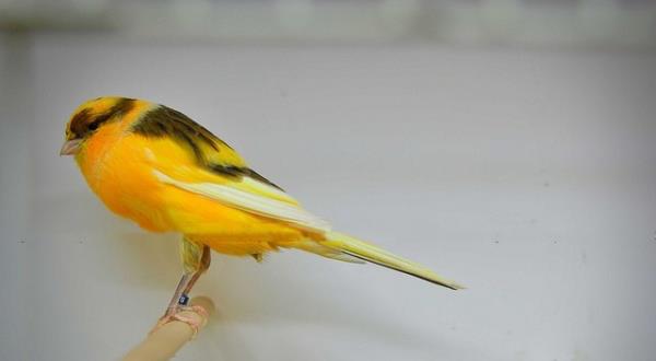 Yorkshire Canary