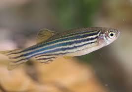 Zebra Danios Fish