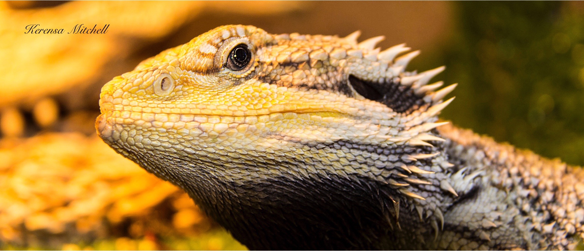 Kerensa Mitchell - Bearded Dragon