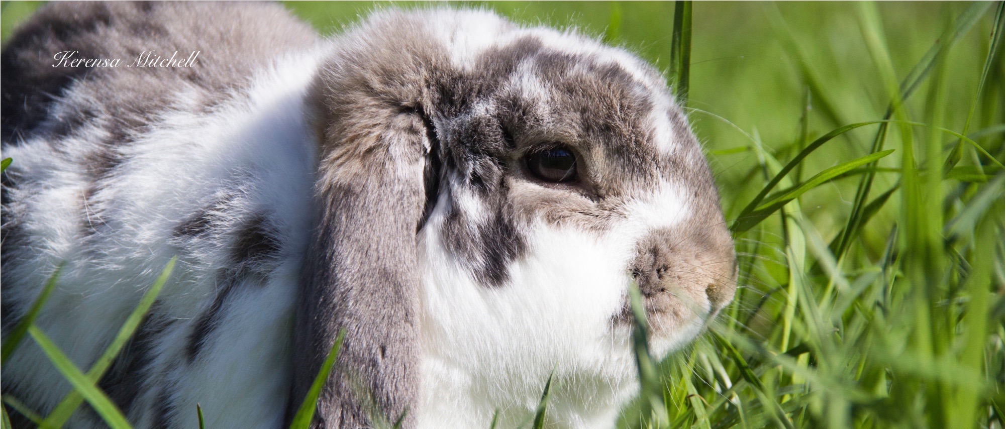Kerensa Mitchell - Bunny Rabbit