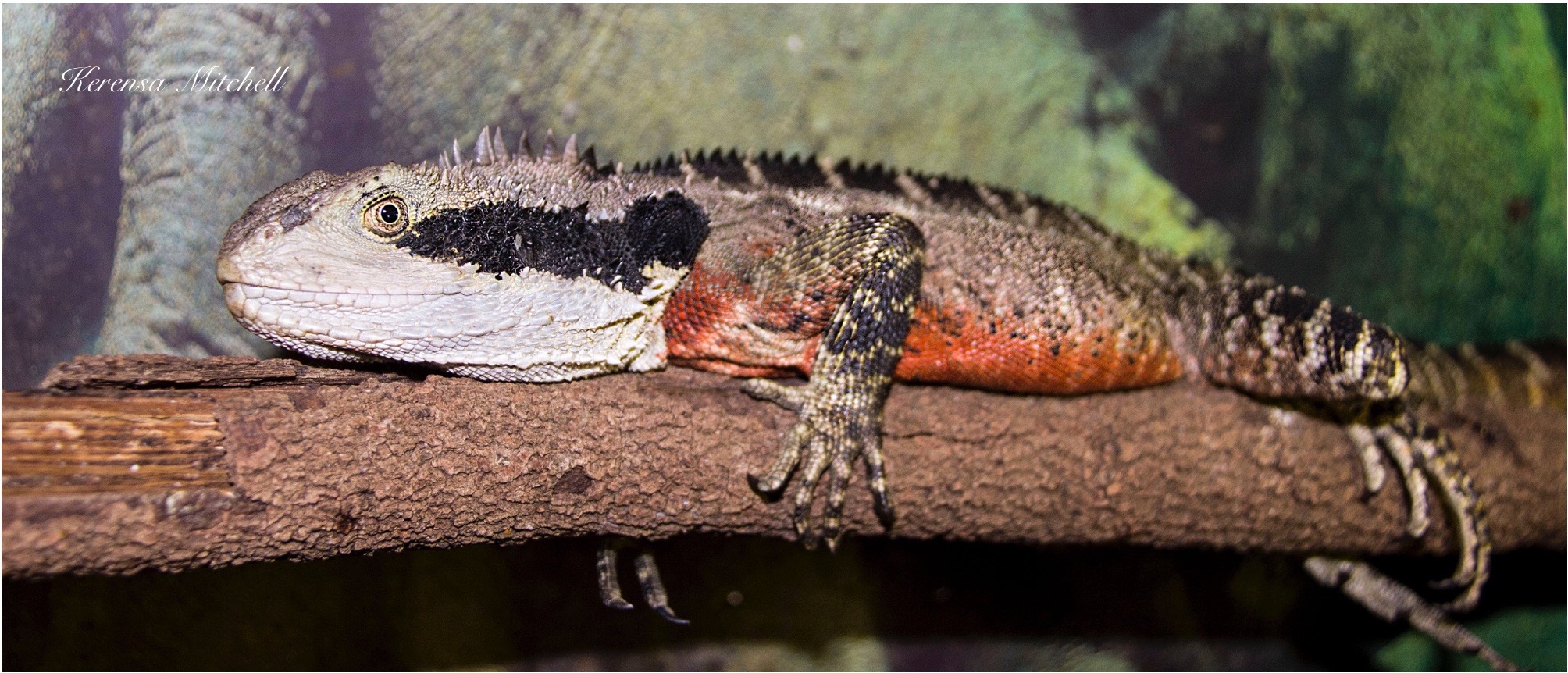 Water Dragon