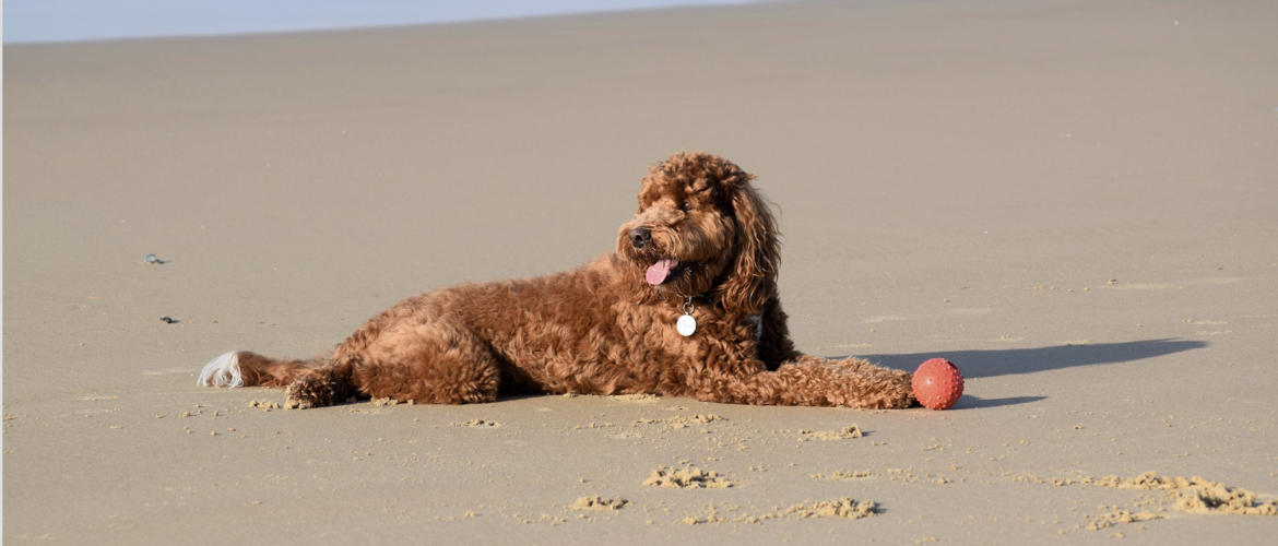 Labradoodle on the beach