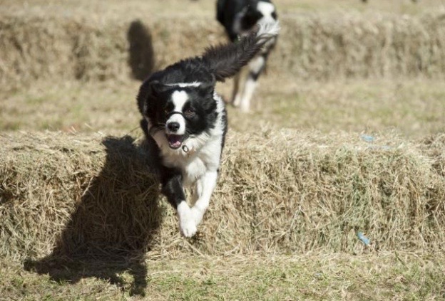 Nundle Dog Race