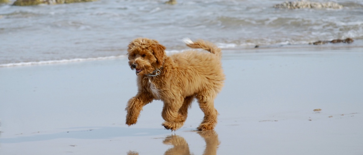 Labradoodle running on the beach