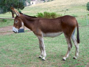 Australian Donkey