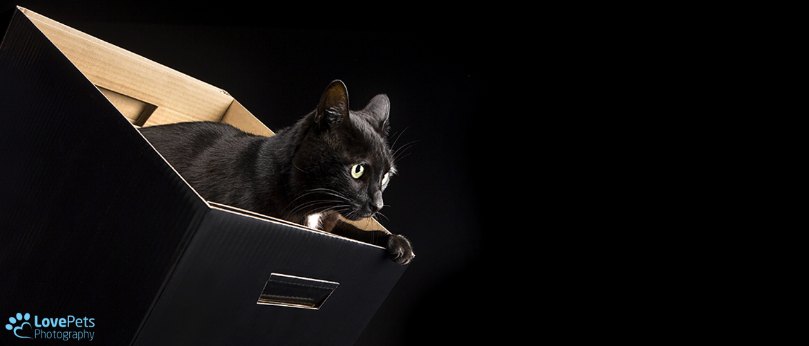 Black Cat in a Box