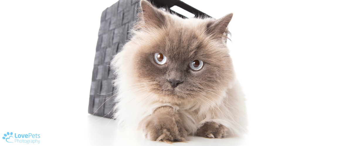 Blue Persian Cat